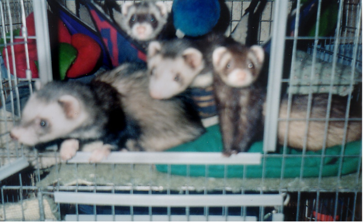 All 4 of my ferrets